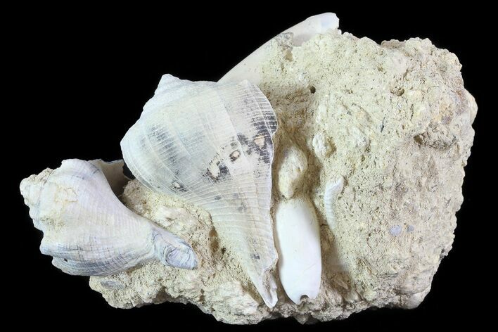 Tall Miocene Fossil (Gastropod) Cluster - France #70873